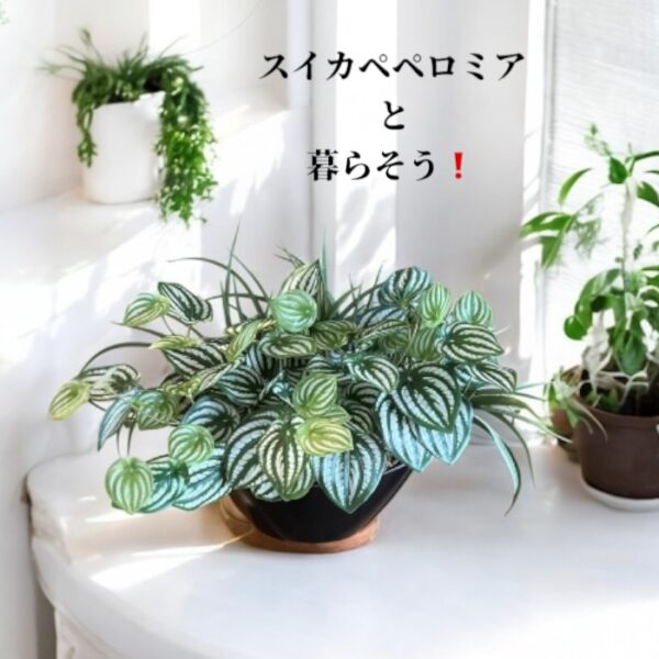 枯れない観葉植物（スイカペペロミア）